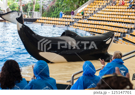 PUERTO DE LA CRUZ, TENERIFE ISLAND, SPAIN - December 12, 2015 - Trained orcas whales perform in front of tourists PUERTO DE LA CRUZ, TENERIFE ISLAND, SPAIN - December 12, 2015 - Trained orcas whales perform in front of tourists 125147701