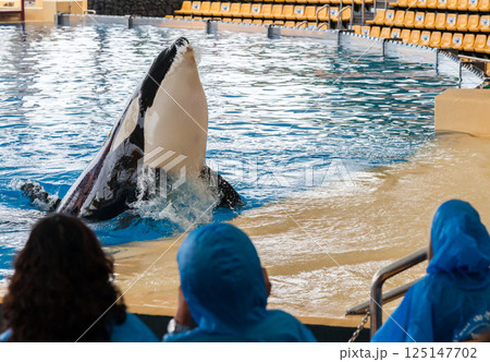 PUERTO DE LA CRUZ, TENERIFE ISLAND, SPAIN - December 12, 2015 - Trained orcas whales perform in front of tourists 125147702