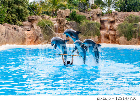 PUERTO DE LA CRUZ, TENERIFE ISLAND, SPAIN - December 12, 2015 - Trained dolphins perform at water show PUERTO DE LA CRUZ, TENERIFE ISLAND, SPAIN - December 12, 2015 - Trained dolphins perform at water show 125147710