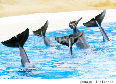 PUERTO DE LA CRUZ, TENERIFE ISLAND, SPAIN - December 12, 2015 - Trained dolphins perform at water show PUERTO DE LA CRUZ, TENERIFE ISLAND, SPAIN - December 12, 2015 - Trained dolphins perform at water show 125147717