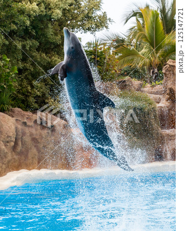 PUERTO DE LA CRUZ, TENERIFE ISLAND, SPAIN - December 12, 2015 - Trained dolphins perform at water show 125147721