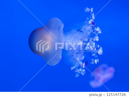 Close up of a white jellyfish 125147726