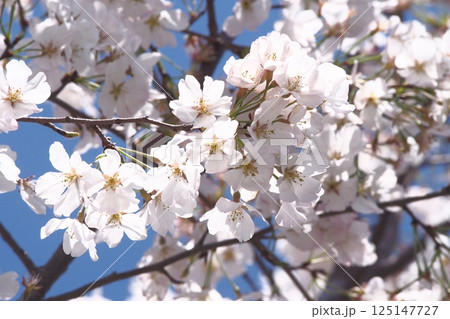 青空に映える桜 125147727
