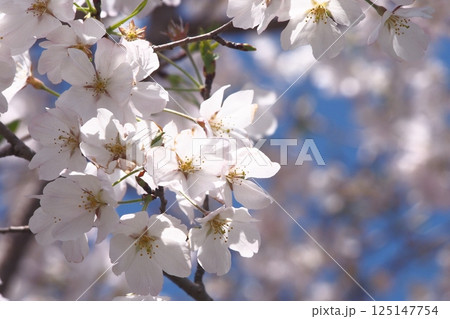 白い桜の花 125147754