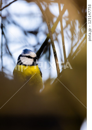 A Colorful Blue Tit Bird is Perched Gracefully Among Lush Green Branches in Nature 125147758