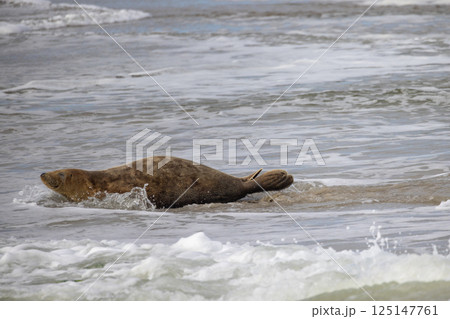 Eierland, De Cocksdorp, Texel, The Netherlands, Oktober 28th, 2024, A Seal Comfortably Relaxing on 125147761