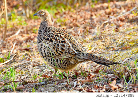 春に見つけたキジ 125147889