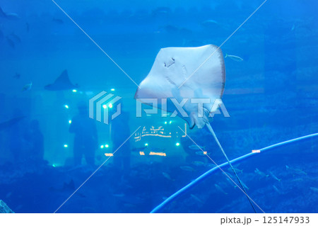 A stingray behind glass at an oceanarium in a shopping mall A stingray behind glass at an oceanarium in a shopping mall 125147933