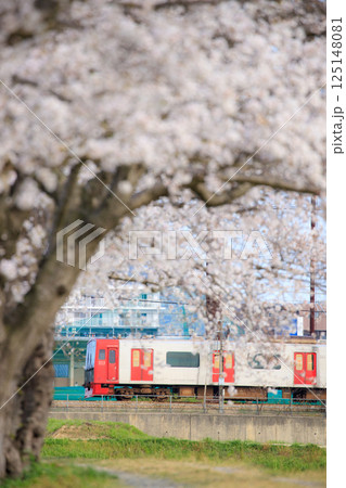瑞梅寺川の桜並木と303系電車（JR九州） 125148081