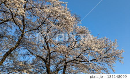 青空に映える満開の桜 125148099