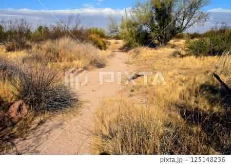 Arizona Desert Arroyo Arizona Desert Arroyo 125148236