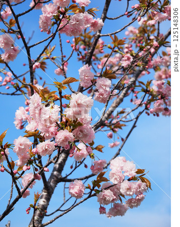鎌足桜(木更津市) 鎌足桜(木更津市) 125148306