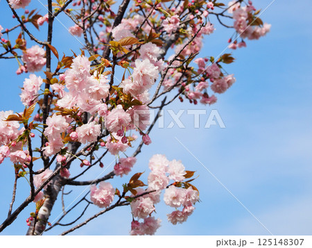 鎌足桜（木更津市） 125148307