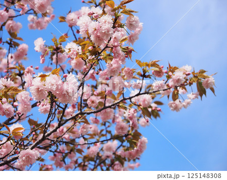 鎌足桜（木更津市） 125148308