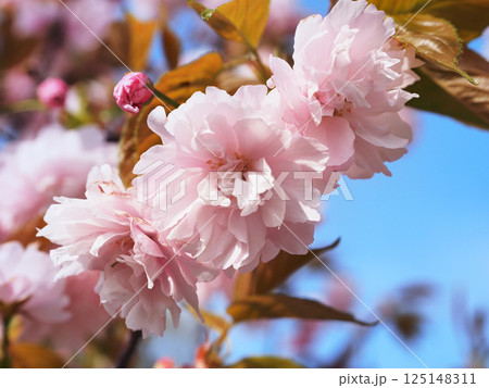 鎌足桜(木更津市) 鎌足桜(木更津市) 125148311