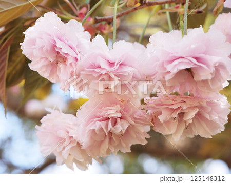 鎌足桜（木更津市） 125148312