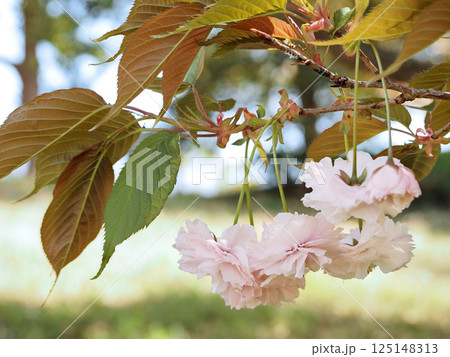 鎌足桜(木更津市) 鎌足桜(木更津市) 125148313