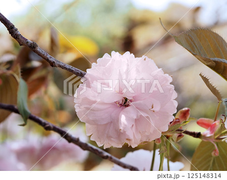 鎌足桜（木更津市） 125148314