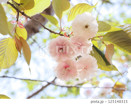 鎌足桜(木更津市) 鎌足桜(木更津市) 125148315