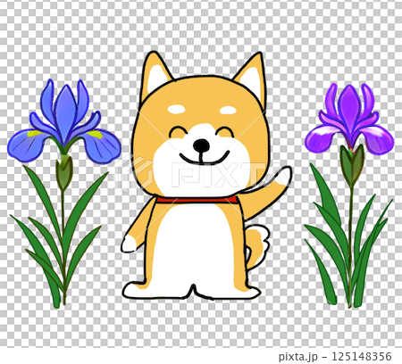 鳶尾花環繞的柴犬揮手 125148356