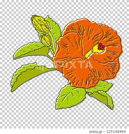 Summer flowers Hibiscus Summer flowers Hibiscus 125148464