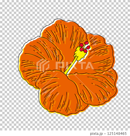 夏の花 ハイビスカス 夏の花 ハイビスカス 125148465