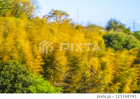 日本の横浜都市景観春の嵐…強風に大きく揺れる黄色く染まる竹林。他の樹木は新緑で、緑色に＝4月15日 125148743