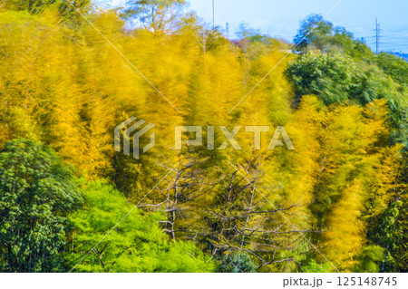 日本の横浜都市景観春の嵐…強風に大きく揺れる黄色く染まる竹林。他の樹木は新緑で、緑色に＝4月15日 125148745
