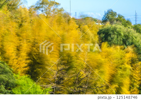 日本の横浜都市景観春の嵐…強風に大きく揺れる黄色く染まる竹林。他の樹木は新緑で、緑色に＝4月15日 125148746