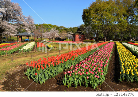埼玉県深谷市アクアパラダイス パティオ 朝の青空とチューリップ 埼玉県深谷市アクアパラダイス パティオ 朝の青空とチューリップ 125148776