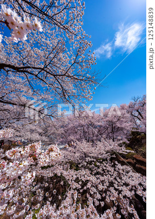 長野県 春日公園 桜満開の風景 長野県 春日公園 桜満開の風景 125148839