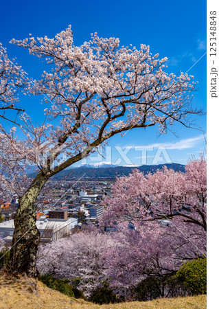 長野県 春日公園 桜満開の風景 長野県 春日公園 桜満開の風景 125148848