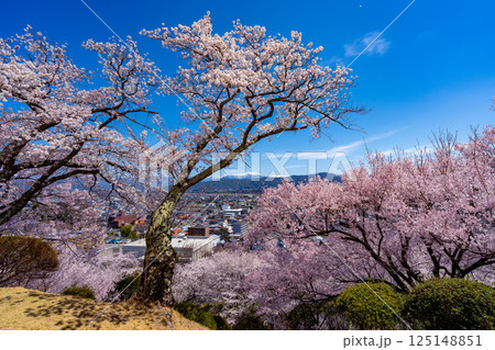 長野県 春日公園 桜満開の風景 125148851