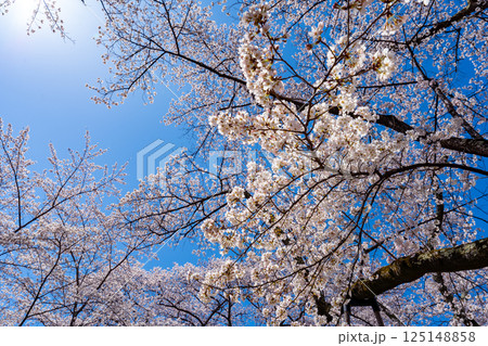 長野県 春日公園 桜満開の風景 125148858