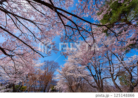 長野県 春日公園 桜満開の風景 長野県 春日公園 桜満開の風景 125148866