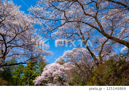 長野県 春日公園 桜満開の風景 長野県 春日公園 桜満開の風景 125148869