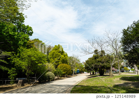かわさき宙と緑の科学館に続く道　春の青空　神奈川県川崎市多摩区 125148989