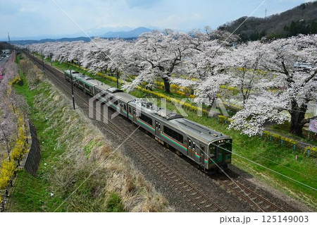 白石川堤に咲き乱れる、ソメイヨシノ桜並木、一目千本桜を通過する電車 白石川堤に咲き乱れる、ソメイヨシノ桜並木、一目千本桜を通過する電車 125149003