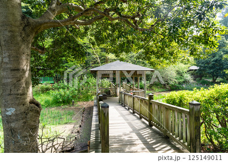 生田緑地のしょうぶ園の橋　春の青空　神奈川県川崎市多摩区 125149011