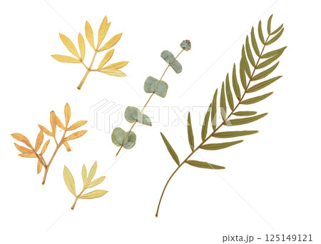 Pressed and dried leaves isolated on white background. For use in floral patterns, herbariums, scrapbooking. 125149121