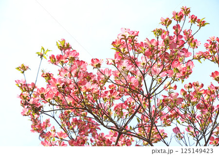 ピンクのハナミズキ 125149423