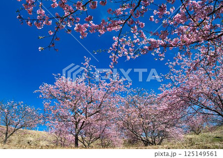 早咲き桜の競演 125149561