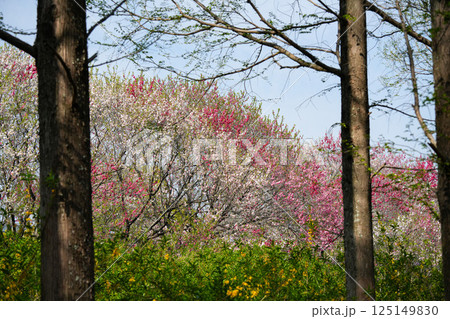 花桃 花桃 125149830