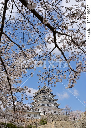 福山城の天守閣とサクラ 125149985