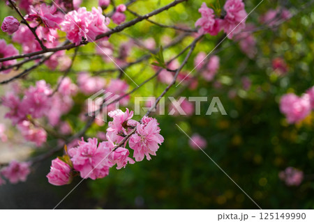 花桃 125149990