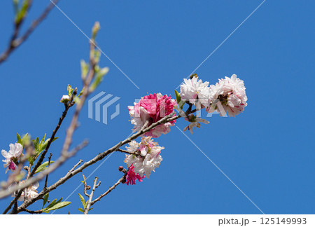 花桃 125149993