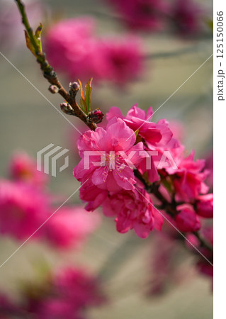 花桃 花桃 125150066