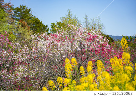 花桃 花桃 125150068
