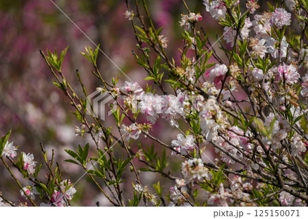 花桃 花桃 125150071