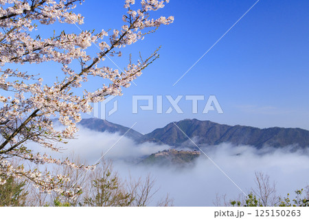 桜満開に咲く立雲峡から望む雲海の中の竹田城跡 桜満開に咲く立雲峡から望む雲海の中の竹田城跡 125150263